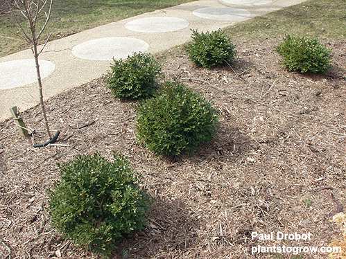 Green Velvet (Buxus koreana x sempervirens)