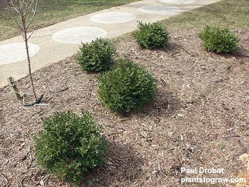 Green Velvet (Buxus koreana x sempervirens)