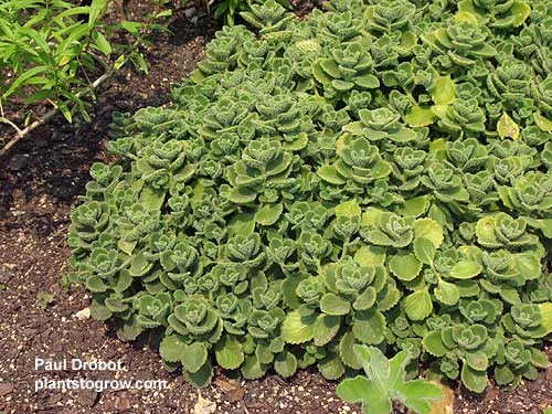 Cuban Oregano (Plectranthus ambionicus)
These plants were cut back to keep them short.