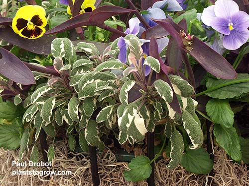A small Salvia Tricolor used with Pansy and Purple Heart.