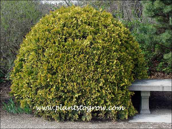 A large plant, at least 20 years old