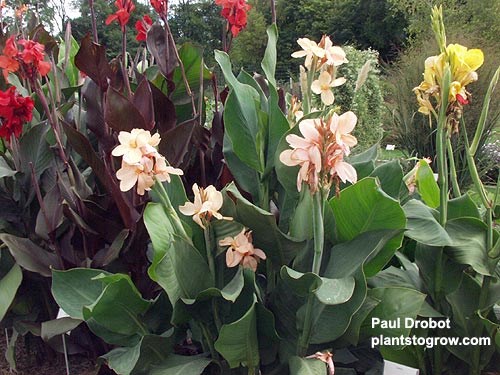 Canna Apricot