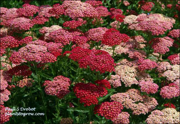 Achillea "Angelique"