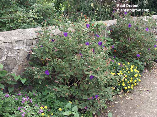 A 4 foot plant growing in a border.