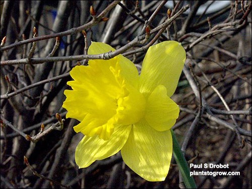 Daffodil King Alfred
all yellow flowers, 16-18 inches, early bloomer