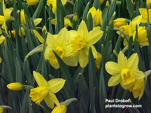 Daffodil  "Carlton"