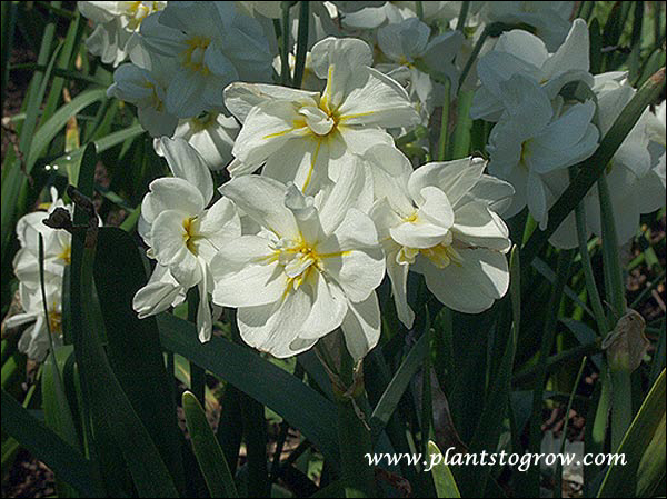 Narcissus "Sir Winston Churchill" 
Creamy white flowers and orange petals. It has multiple, fragrant flowers per stem. Reaches 15-16" and is a late bloomer