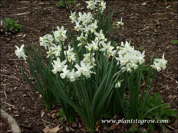 Daffodil Thalia
2-3, pure white blooms per stem. Reaches 12"-14" and is a late midseason bloomer.