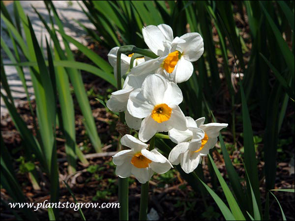 Narcissus Geranium has 3-5 white and orange flowers per stem. A long lasting good perennializer plant. Reaches 16-18" and is a late to midseason bloomer. Heirloom, 1930