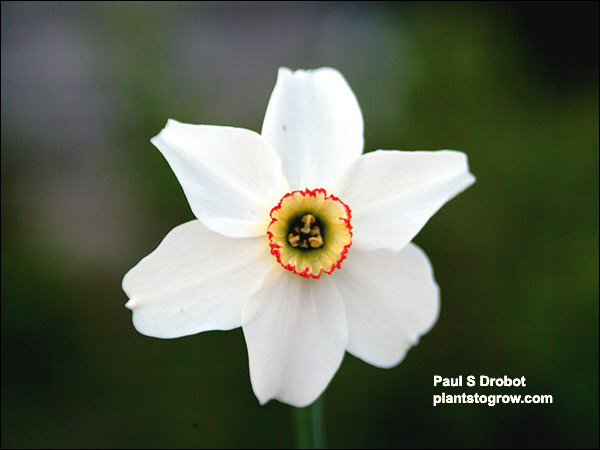 Narcissus Recurvus is also called the Pheasants eye Narcissus.  A white flower with a small yellow eye edged with a deep red margin.