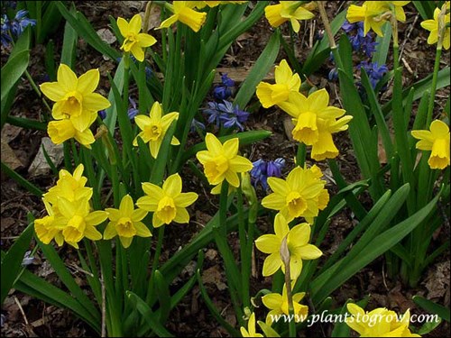 Daffodil  