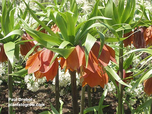 Fritilaria "Aurora"