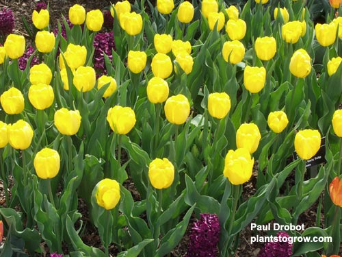 Tulip "Bellona"