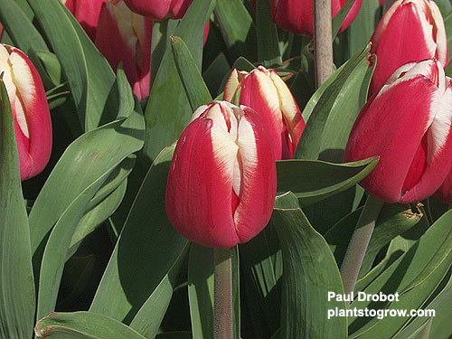 Tulip "Leen Van Der Mark"
dark red frosted white on the edges and inside of the petals, 14-16 inches tall