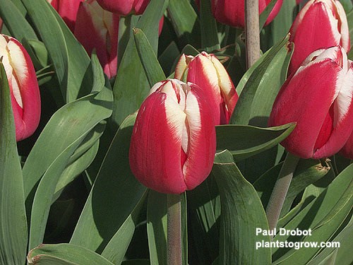 Tulip 
