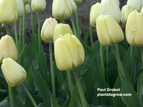 Tulip  "Ivory Floradale"
opens creamy yellow, matures to Ivory, 20-22 inches tall