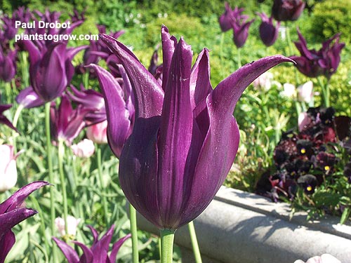 Tulip "Burgundy"