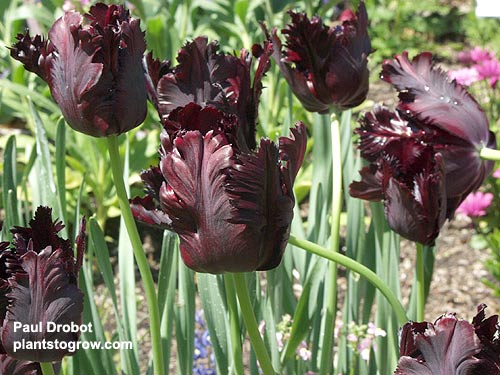 Tulip "Black Parrot"