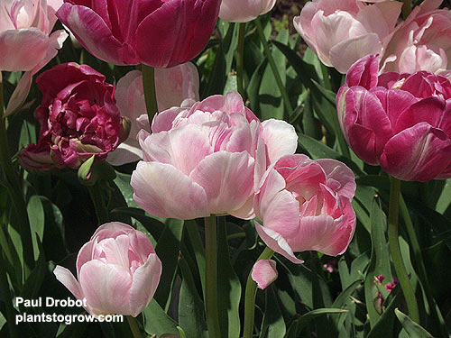 Tulip  "Angelique"