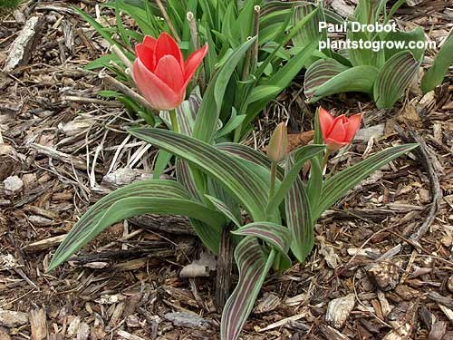 Tulip Sweet Lady