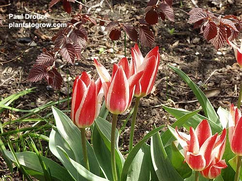 Tulip 