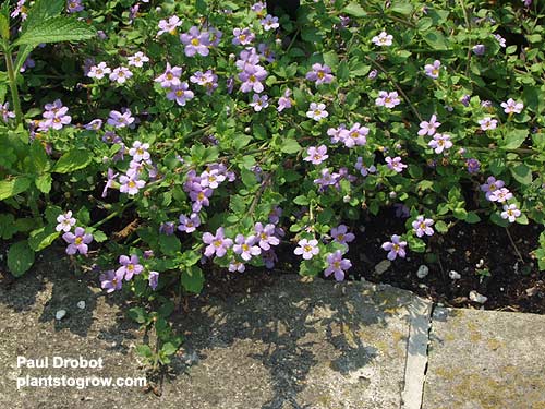 Bacopa "Blue Showers"