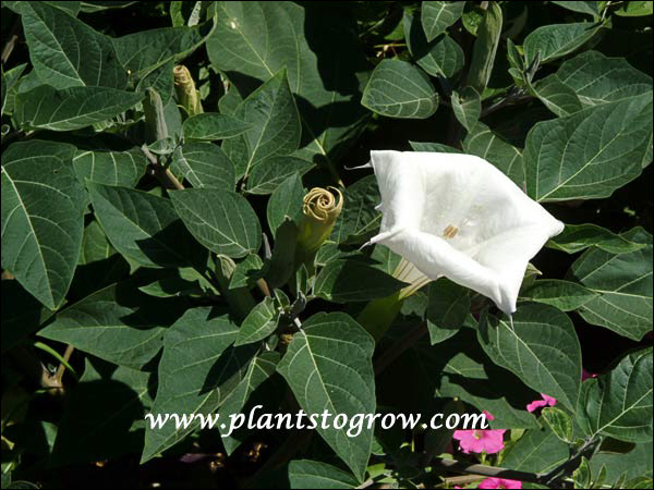 Datura Evening Fragrance