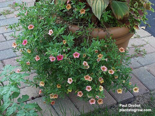 Calibrachoa 