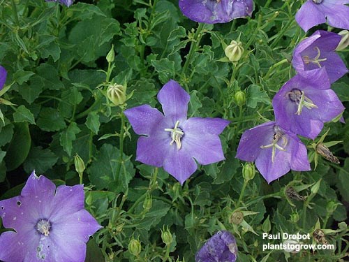 Campanula 