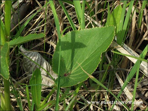 heart shaped basal leaf
