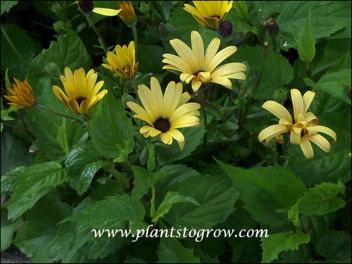 Osteospermum Lemon Symphony
