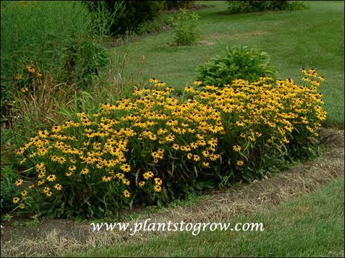 Viette's Little Suzy (Rudbeckia fulgida speciosa)