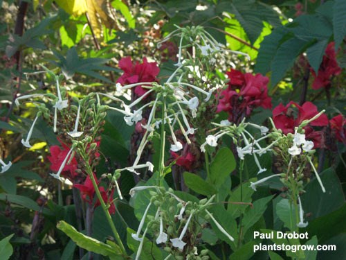 Nicotiana 