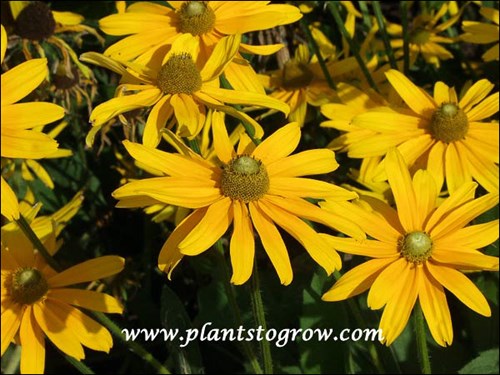 At this point in the growing season the center cones had lost some of their Iris Eyes green.