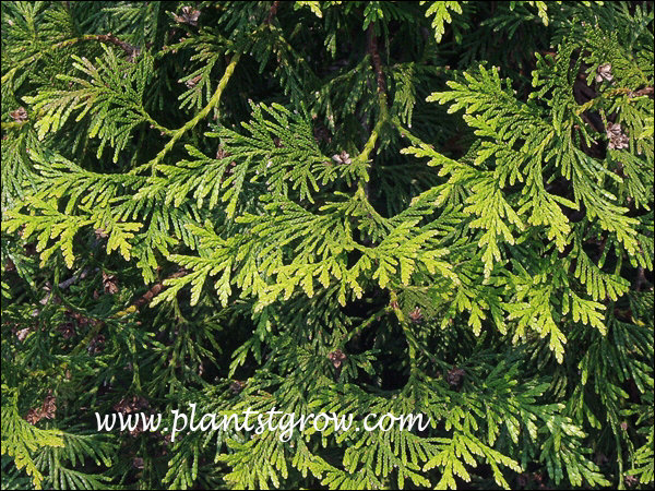 Western Red Cedar (thuja plicata atrovirens) | Plants To Grow Plants  Database by Paul S. Drobot
