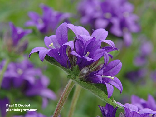 Campanula 