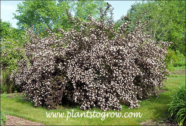 Diabolo Ninebark (Physocarpus opulifolius) | Plants To Grow Plants Database  by Paul S. Drobot