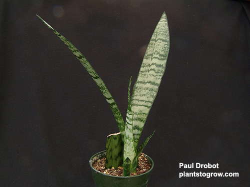 Sansevieria trifasciata "Snake Plant"