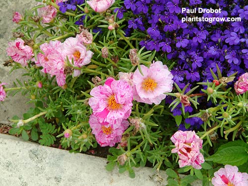 Moss Rose "Peppermint" and a Lobelia.