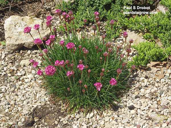 A small plant in a rock garden area. Picture taken at the end of May.