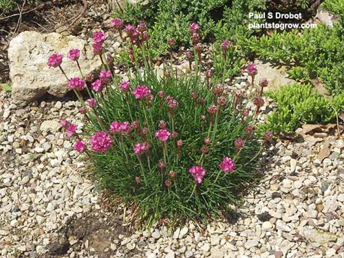 A small plant in a rock garden area. Picture taken at the end of May.