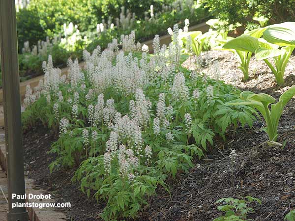 Iron Cross Tiarella (Tiarella cordifolia)
This picture was taken in mid-May