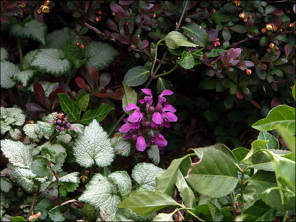 This is the remnants of and old planting of Beacon Silver.  It is growing next to Crimson Pygmy Barberry and among Purple Leaf Winter Creeper.