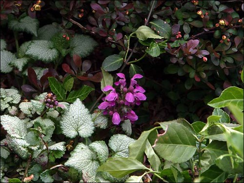 This is the remnants of and old planting of Beacon Silver.  It is growing next to Crimson Pygmy Barberry and among Purple Leaf Winter Creeper.