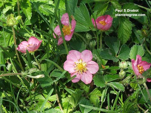 Pink Panther Alpine Strawberry (Fragaria)
