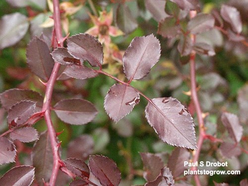 nice fall foliage color