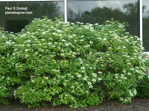 This group of shrubs is about 5 feet tall. The first set of 5 pictures was taken in the first week of June.