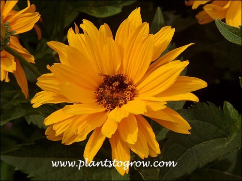 The semi-double flowers of Venus. (July 18)