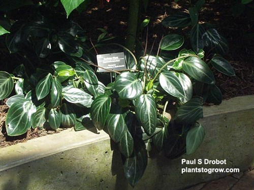 Radiator Plant