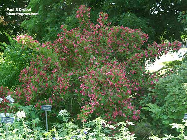 The first two pictures were taken at the end of July.  The cultivar is "Eva Supreme"
